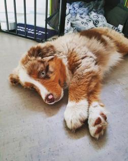 4 jähriger Australian Shepherd Rüde