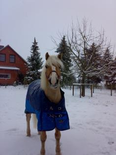 Suche beistellpony wallach für meinen haflinger
