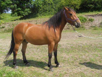 Felix 4 Jahre, schöner Wallach