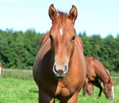 Quarter-Horse-Hengstfohlen, Charles