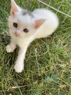 Türkisch Angora Mix
