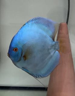 Diskus nachzuchten, Red Cover, Blue Diamond, rottürkise
