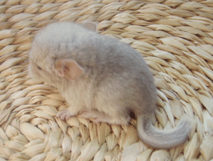 Chinchilla in verschiedenen Farben abzugeben