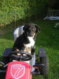 Australian Shepherd Welpen