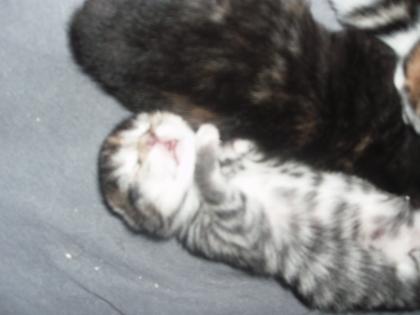 Was Besonderes Maincoon-Bengalmix-Kitten