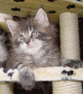 A COONATTACK MAINE COON CAT
