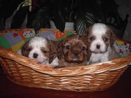 Cavalier King Charles Spaniel Welpen