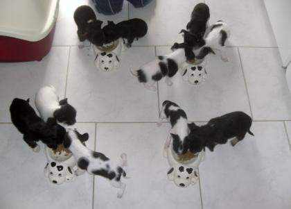 Reinrassige Chihuahua welpen abzugeben 9 W. alt