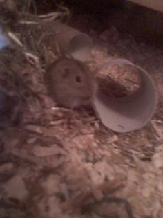 Suche dringend ein noch nicht allzu altes Lemming Weibchen
