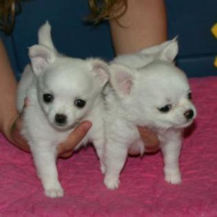 Seltener wunderschöner Chihuahua Welpe sucht