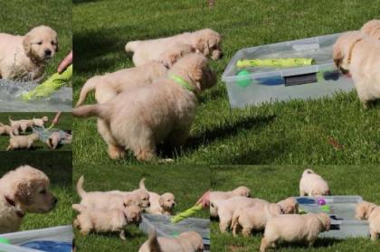 Golden Retriever Wurf Ankündigung März . Zur Abgabe Ende Mai