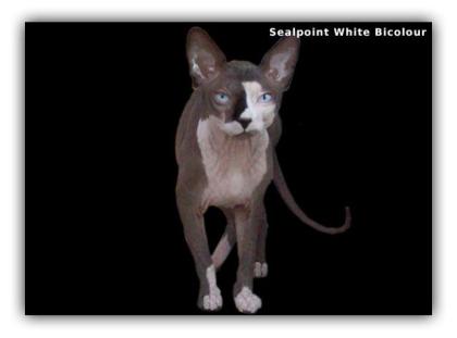 Canadian Sphynx Deckkater
