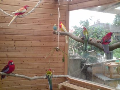 Verkaufe Prachtrosellas, Pennantsittiche, Nymphen, Wellensittiche