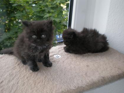 3 wunderschöne Perserkaterchen abzugeben