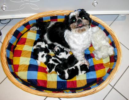Shih - Tzu Babys