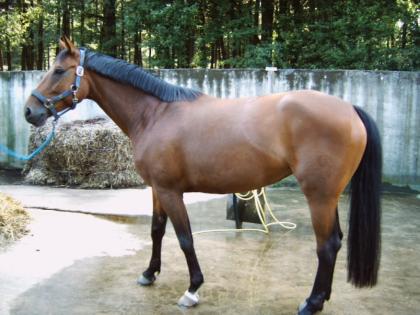 Biete RB in Erle
