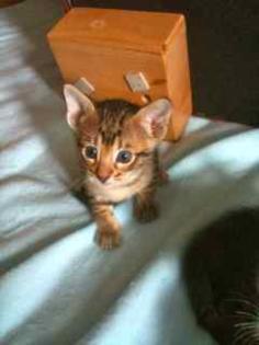 Bengal Siam Kitten und Reinrassige Siam Kitten