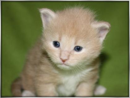 Zuckersüße Maine Coon Kitten mit Papieren