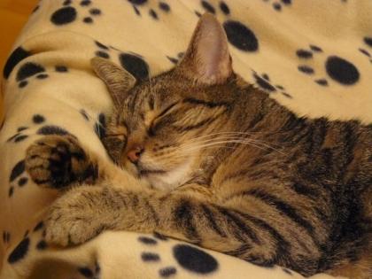 Schmusekatze sucht ein neues Zuhause
