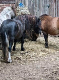 Shetty Shetlandpony Hengst 2 Jahre