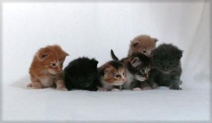 Maine Coon Kitten