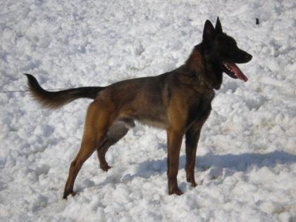 Malinois Welpen mit FCI Papieren