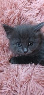 Reinrassig sibirische waldkatze, neva, Maine Coon, siam, perser, bkh