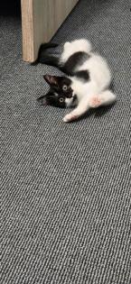 Katze 3 Monate alt