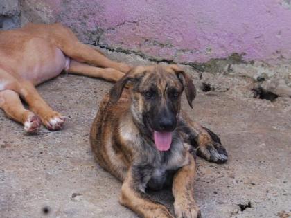 Trust - Charmeur mit Blick zum Dahinschmelzen sucht eine Familie