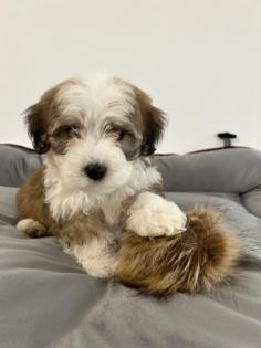 Maltipoo F1b Welpen