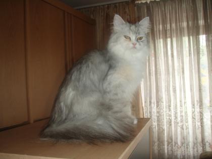 Maine Coon Mixkätzchen mit langen Fell