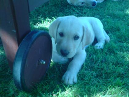 Labrador Deckhündin gesucht