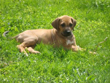 Rhodesian Ridgeback welpen