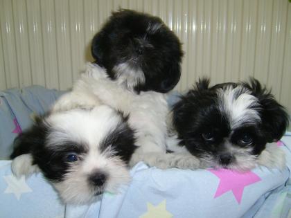 Shih-Tzu-Yorki Mix Rüden