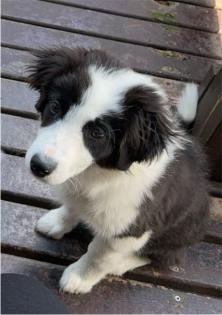 Australian Shepherd 5 Monate alt zu verkaufen