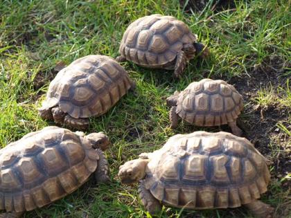 Geochelone sulcata