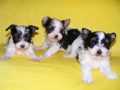 Bildschöne Yorkshire Terrier Welpen abzugeben