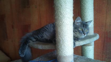 Maine Coon Deckkater