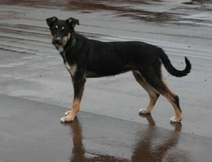Kleiner 8 monate Terrier - Ost-Russischer Schaeferhund Mischling aus Russlan