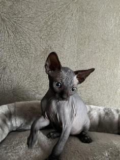 Kanadische Sphynx Katzenbabys