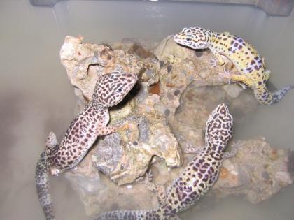 Biete leopardgecko Zuchtgruppe 1. 2
