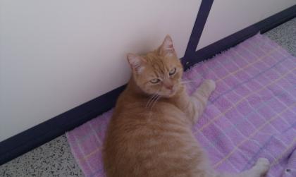 Kleines Katzenmädchen sucht am besten Omi und Opi -