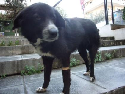 Danai-Sophie Border Collie Mix-Dame verschmust, verspielt und intelligent