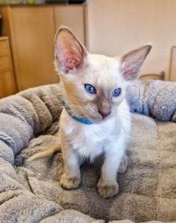 Traumhafte Balinesen Kitten suchen bald ihr neues Zuhause