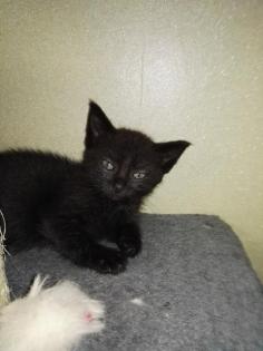 5 Kitten suchen liebevolles Zuhause