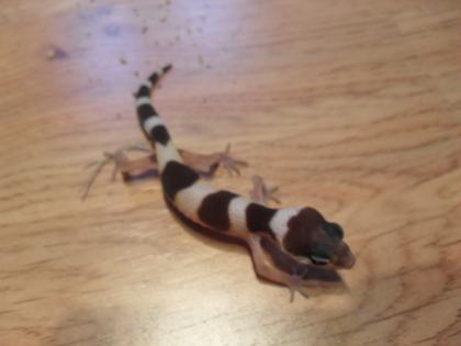 Biete Leopardgeckos NZ 2021