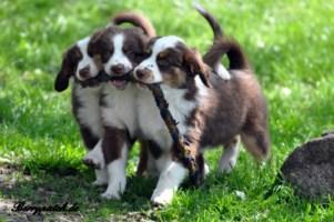 Mini Australian Shepherd Welpen in red tri