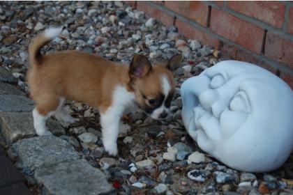 Chihuahua Welpen