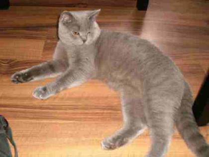 Wunderschöner Bkh Deckkater blue mit Papieren