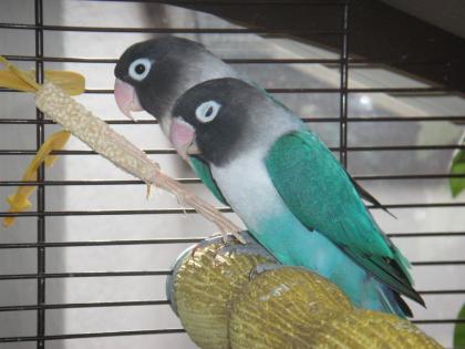 3 blaue Agaproniden Schwarzköpfchen zu Verschenken